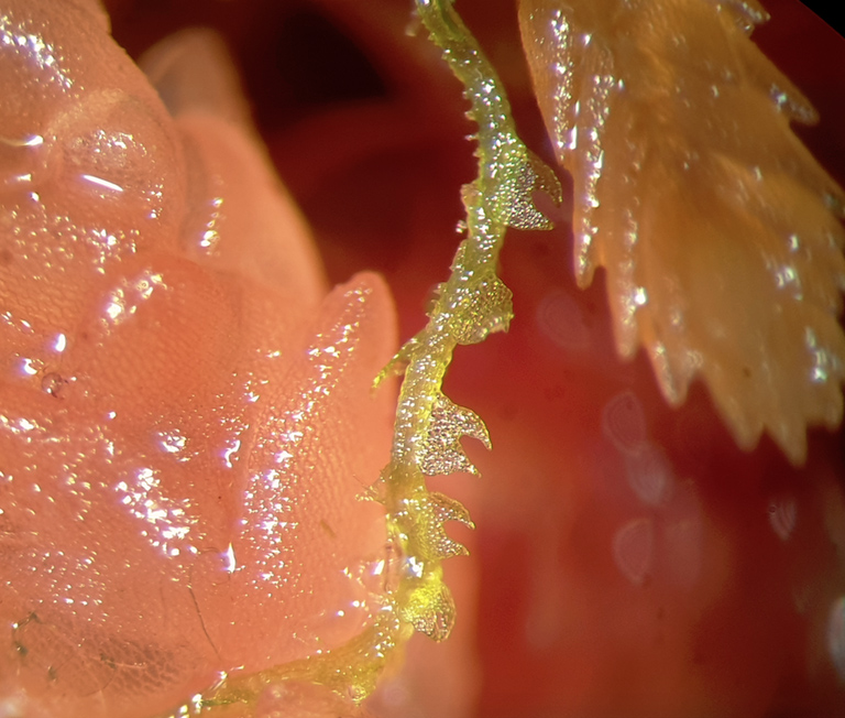 Fuscocephaloziopsis macrostachya var. macrostachya